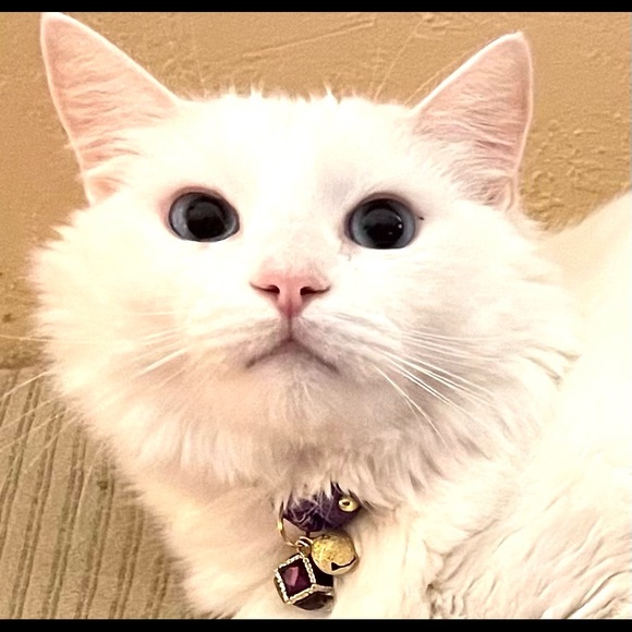 Meet your Posher, Shari - Picture 2 of 4